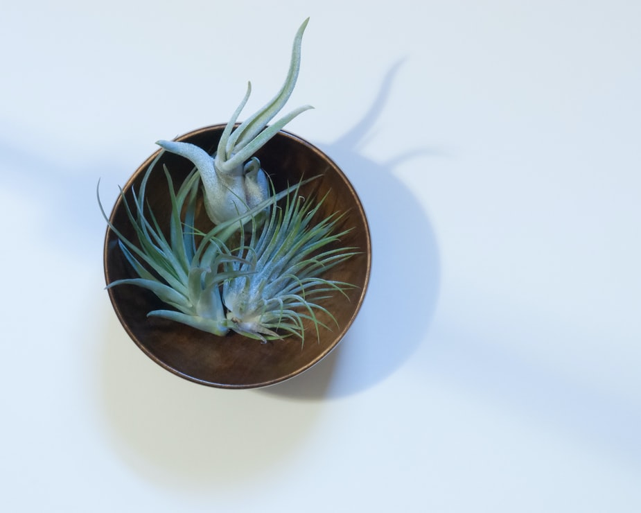 air plant houseplant interior design with greenery